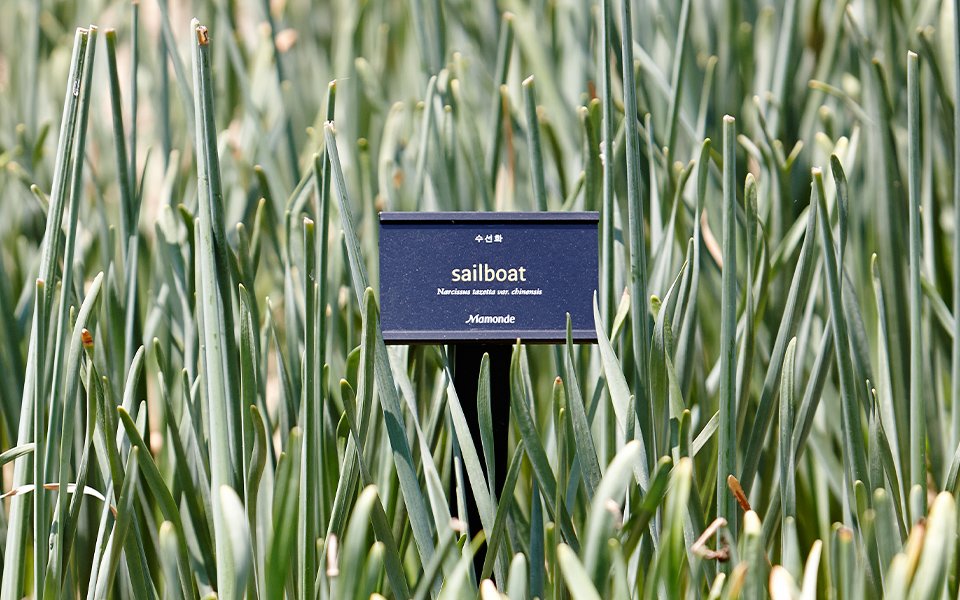 Mamonde Botanical Garden 마몽드 원료식물원 image9-2