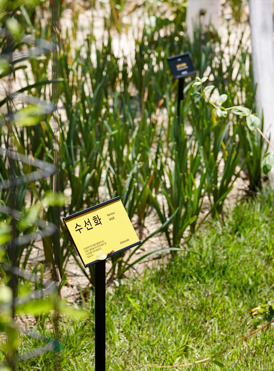 Mamonde Botanical Garden 마몽드 원료식물원 image10-2