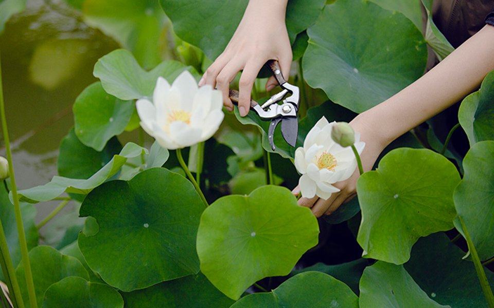 Mamonde, The story of lotus flowers 마몽드, 연꽃이야기 image-asset-2-4