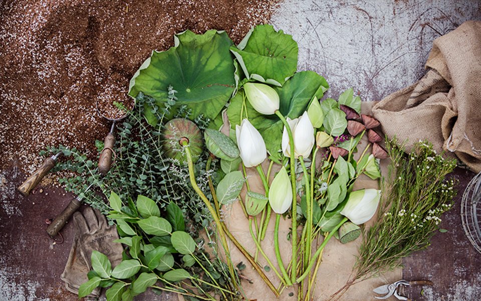 Mamonde, The story of lotus flowers 마몽드, 연꽃이야기 image7-7