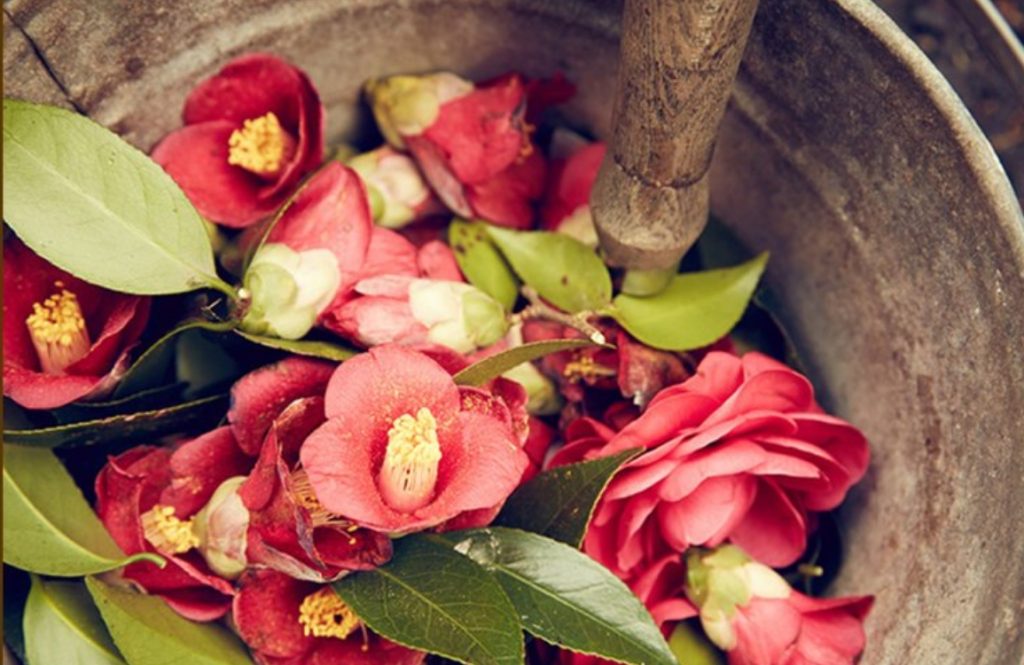 Mamonde, The story of Camellia's work list thumbnail